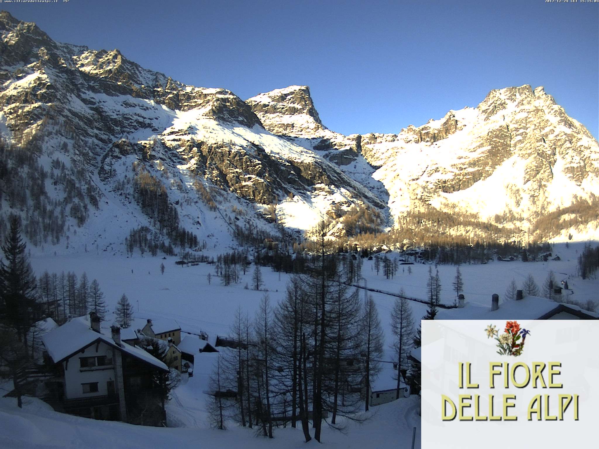 webcam fiore delle alpi